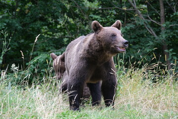 Fototapeta premium Black Bear on the Transfagarasan Highway, Transylvania region, Romania 