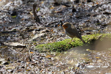 robin