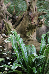 Harts tongue fern in a stumpery