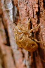 beetle skin sheath. a beetle that metamorphoses on a tree trunk.
