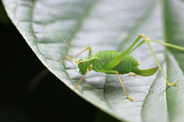 Speckled bush cricket adult female on leaf