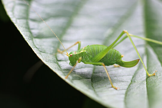 Speckled bush cricket adult female on leaf