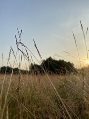 Fototapeta premium A scenic image capturing tall grass under a clear sky during sunset, with a backdrop of trees and tranquil ambiance, reflecting the beauty of nature and calmness.