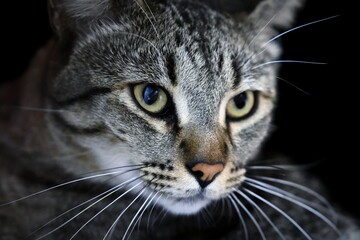 Tabby Cat portrait