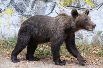 Fototapeta premium Black Bear on the Transfagarasan Highway, Transylvania region, Romania 