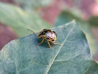 bug of insect on a leaf