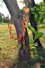 A tree branch has withered as a result of drought without rain