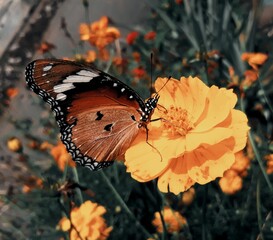 butterfly on a flower