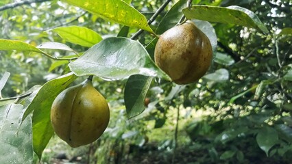 Green nutmeg fruits on tree in wet season 