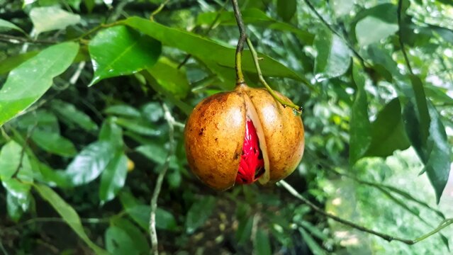 Natural cut of nutmeg fruit on tree with seed and red mace inside of the fruit 
