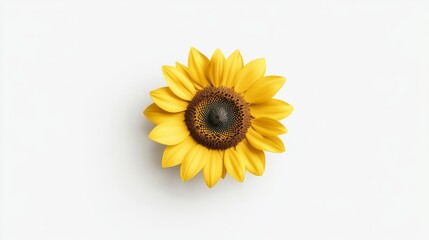 Naklejka premium A 3D single icon of a blooming sunflower with vibrant yellow petals and a rich brown center rendered in a clean and simple style. The sunflower is isolated on a white background