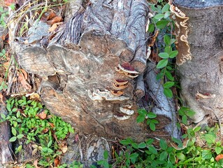 Wild mushrooms growing on old tree