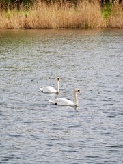 Photo captures two white swans swimming in unison on a calm lake, emphasizing companionship, unity, and harmony in a natural and serene environment.