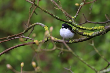 pied flycatcher