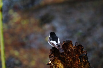 pied flycatcher