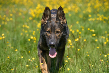 Beautiful German Shepherd dog playing in a meadow on a sunny spring day in Skaraborg Sweden