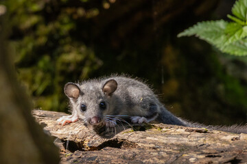 Ghiro, Glis glis, nell'appennino emiliano.