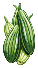 zucchini vector, illustration of zucchini isolated on white background