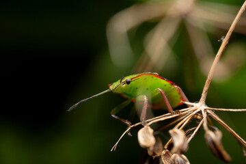 Close up of Green Shield bug