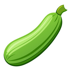 zucchini vector, illustration of zucchini isolated on white background