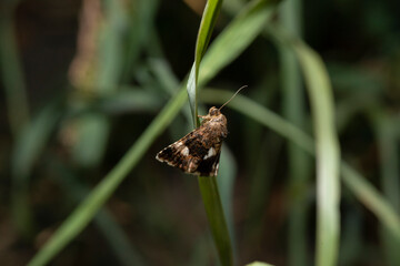 Close up of Tyta luctuosa (four spotted)