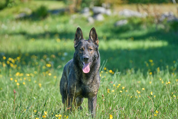 Beautiful German Shepherd dog playing in a meadow on a sunny spring day in Skaraborg Sweden