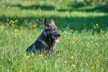 Beautiful German Shepherd dog playing in a meadow on a sunny spring day in Skaraborg Sweden