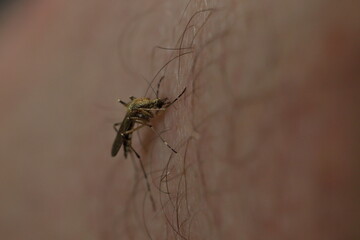 mosquito