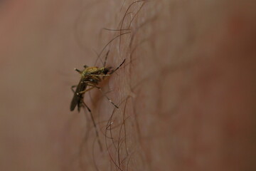 mosquito