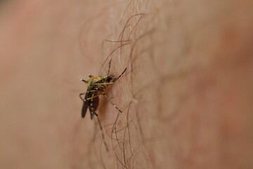 mosquito