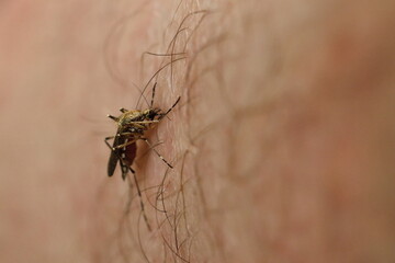 mosquito