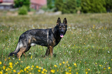 Beautiful German Shepherd dog playing in a meadow on a sunny spring day in Skaraborg Sweden