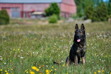 Beautiful German Shepherd dog playing in a meadow on a sunny spring day in Skaraborg Sweden