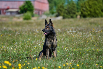 Beautiful German Shepherd dog playing in a meadow on a sunny spring day in Skaraborg Sweden