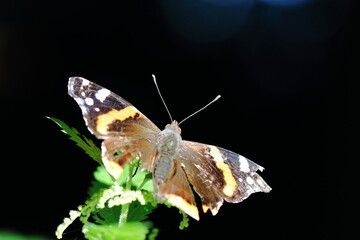 butterfly