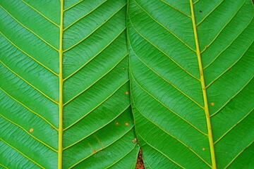 green leaf texture