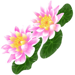 pink lotus flower