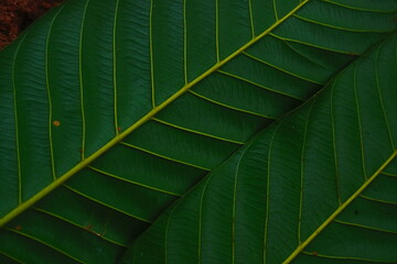 Green Leaves texture background 