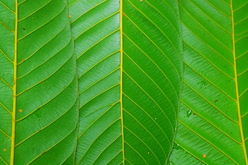 Green Leaves texture background 