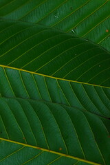green Leaves texture background 