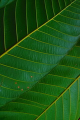 green leaf texture