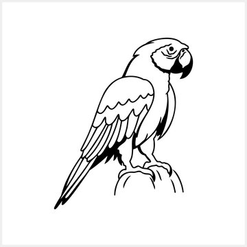 recommend clip art: Black and white coloring page Animals parrot icon Vector stock illustration