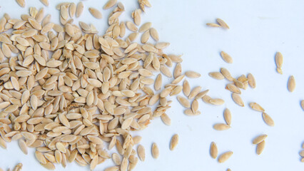 Suri cucumber seeds are ready to be sown in the planting medium, this type of cucumber lives on vines and has fruit with a delicious aroma