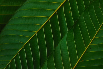 green leaf texture