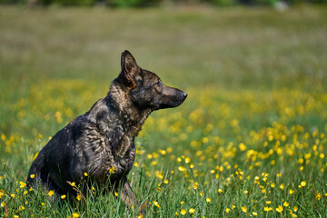 Beautiful German Shepherd dog playing in a meadow on a sunny spring day in Skaraborg Sweden