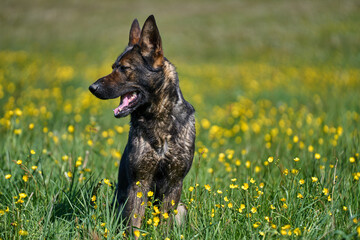 Beautiful German Shepherd dog playing in a meadow on a sunny spring day in Skaraborg Sweden