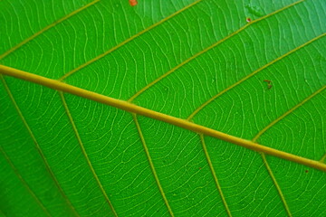 green leaf texture