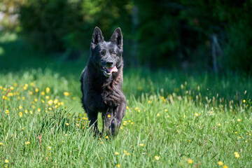 Beautiful German Shepherd dog playing in a meadow on a sunny spring day in Skaraborg Sweden