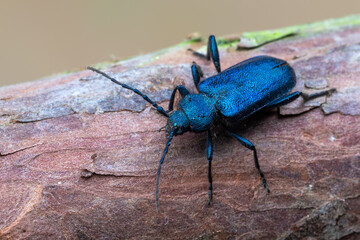 a longhorn beetle - Callidium violaceum
