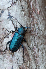 a longhorn beetle - Callidium violaceum